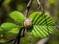 Schnecke auf jungem Blatt